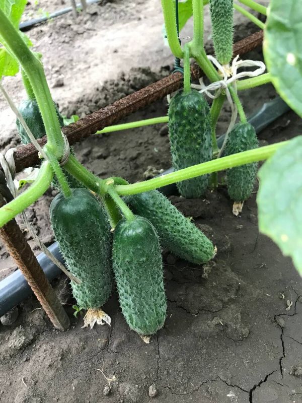 ������ ������ ������� �������: ������� ������� � ������������