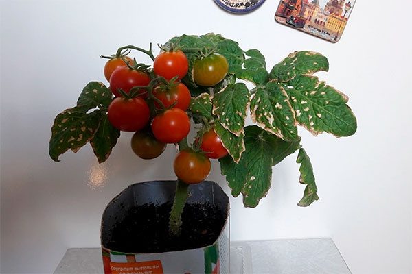 Все о карликовом томате Минибел: маленькие помидоры с большим вкусом