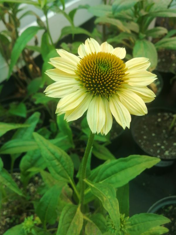 ���������� �����������: �����, ������� � ����������� ���������� ��������