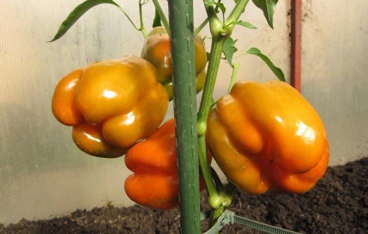 ������� ����� ���������� �����, ������� ����� ����������� � ���� ������