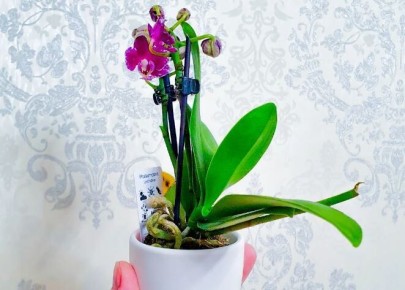 ��� � ����� ����� ����������: ������� � ������ �� �����