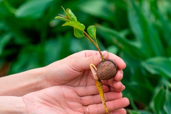 ��� ������� ��������� ������� ���� �� ����� �������