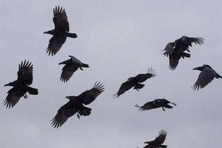 �� ����������� ������������� �������� �����