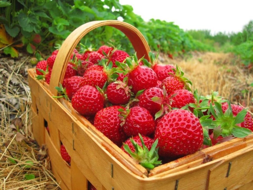 ������� ������� �������� ������ ��������