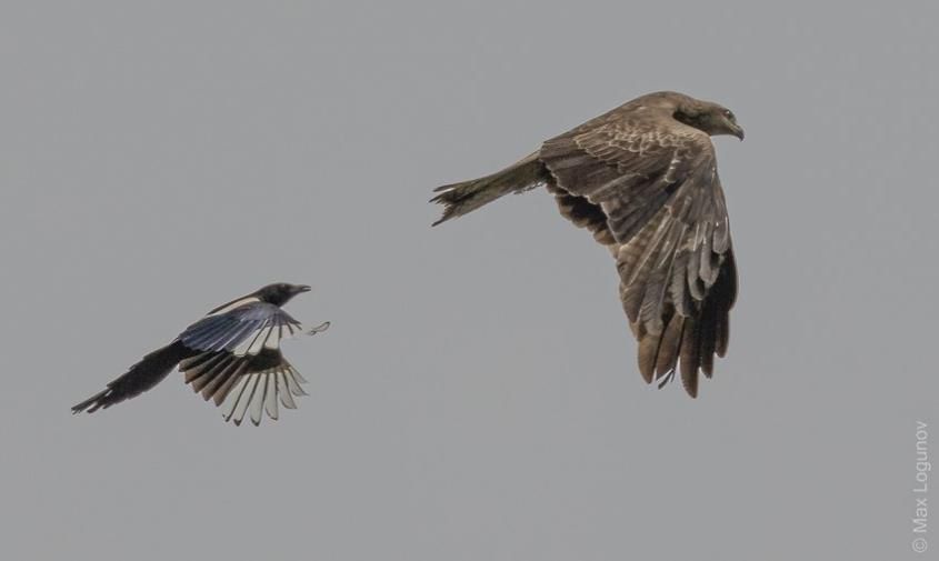 ��������� ��������-���������� ������ ������� ������� � ����� ��������-������, ��� ������� ������ ��������� ������� �������