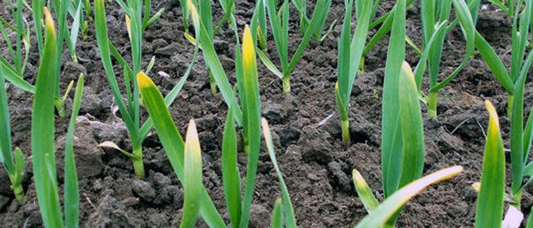 ��� ������ ���� ������ �� ����������: �������� ������