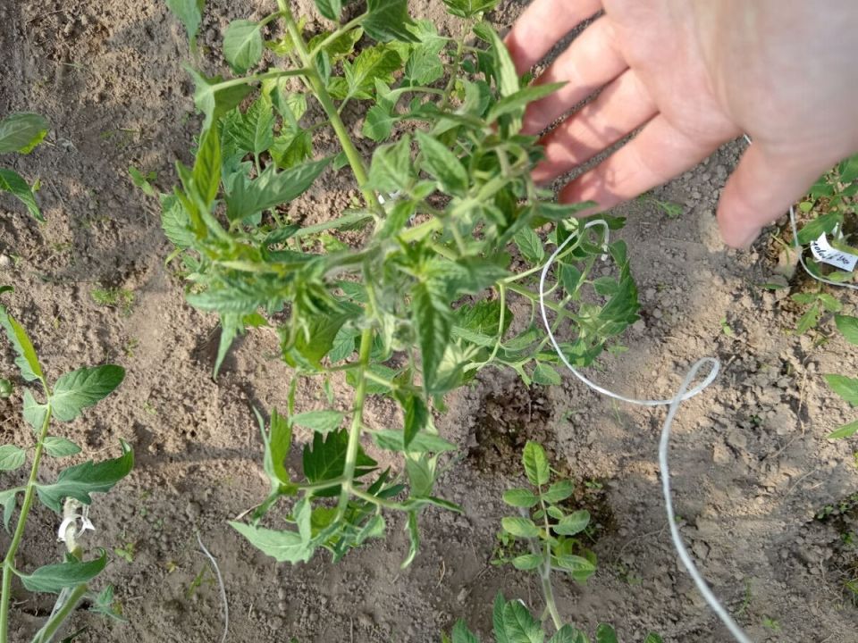 ��� ��������� ����������� ����������� ������ � �������� ������ ��� ������������� ������