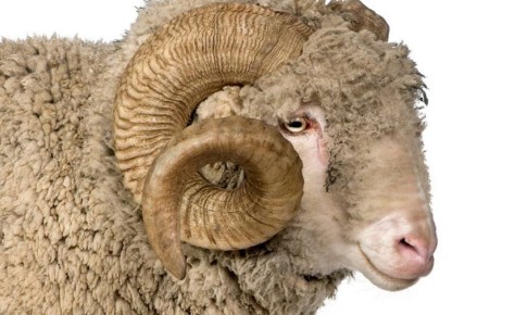 ������� ����� ���� ��������: ��������� ������� ������ � ���, ��� ��� ��� ������ ������