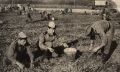 Как солдаты очищали картошку в Советской Армии