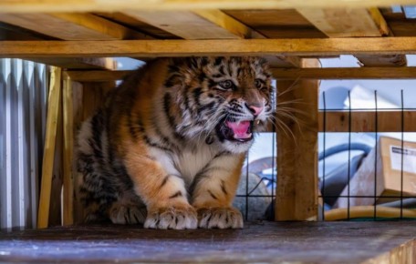 1 В Хабаровском крае спасли двух тигрят