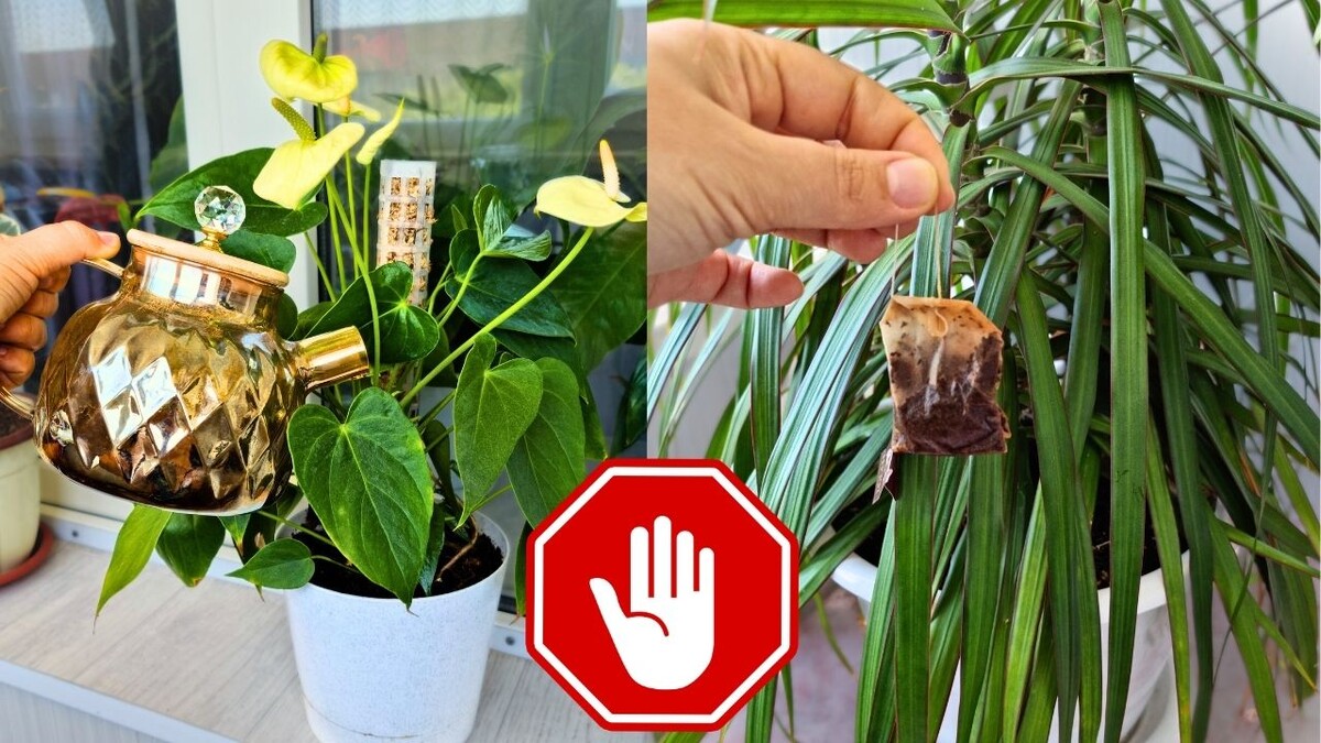 Чего не стоит использовать для подкормки комнатных растений