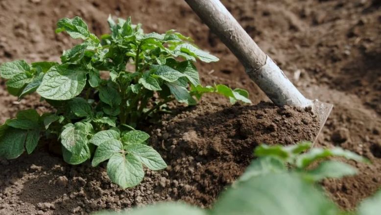 ���������� ���������: ��� ��������� � ����� ��� �����