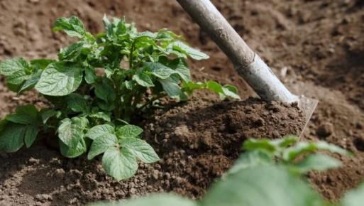 Окучивание картофеля: как правильно и зачем это нужно