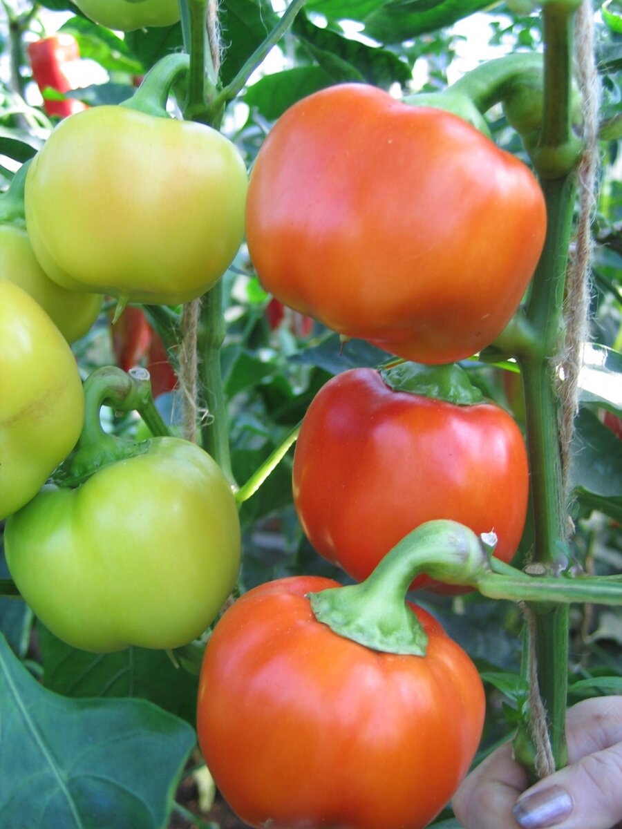 Лучшие скороспелые сорта сладкого перца для вашего огорода