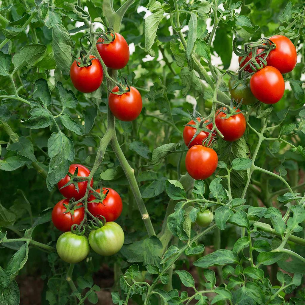 Томатный сахар: как превратить урожай в натуральный десерт