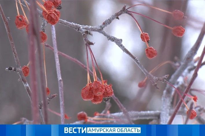 Ветер до 15 м/с и поземок: погода в Приамурье на 24 февраля