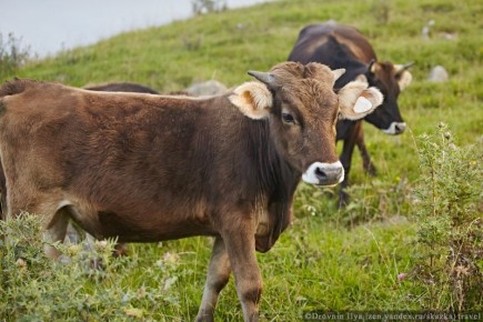 Фермерский эксперимент: стоит ли содержать огород и корову в 2026 году?