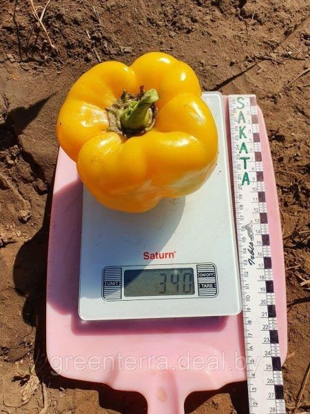 ����� ���������: ������ � �������� ����������� ������� ����-������ �����