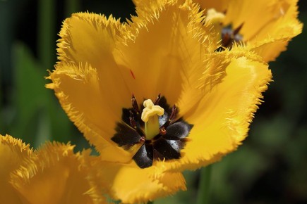 Тюльпаны: Почему выкапывать их каждый год не обязательно