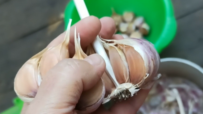 Как правильно выбрать и сохранить посадочный чеснок