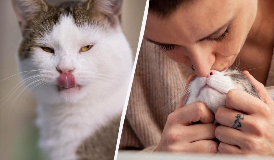 ������ ����� ����� ���: ����������� � ���������� ��������� �������