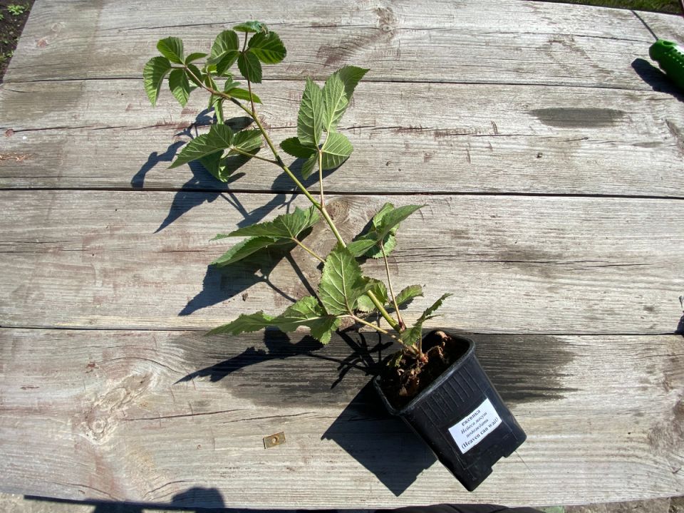 ��� ����� ���������� �������: ������� ��� ���������� ���������