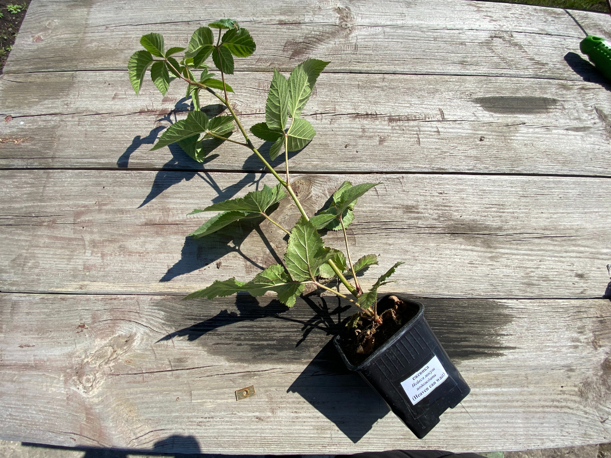 Как легко размножить ежевику: секреты для начинающих садоводов