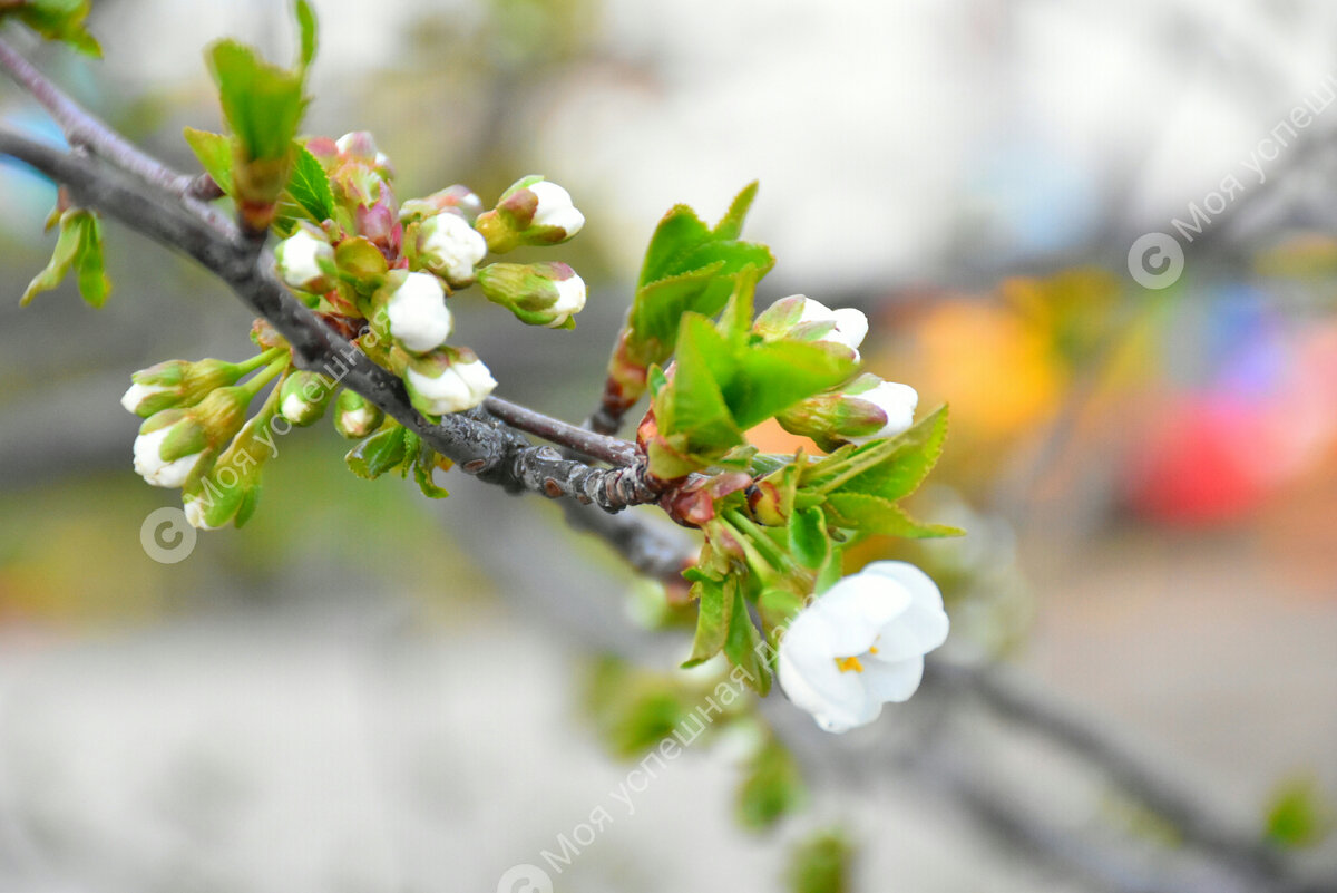Вишневое цветение: что нужно сделать, чтобы собрать богатый урожай