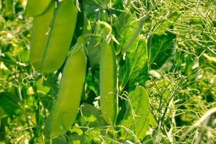 ����� �����: ������� ����������� � ������������ �����