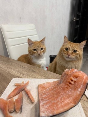 �������������, ��� ���?�. �������� ���� �� ��������� @ampravda