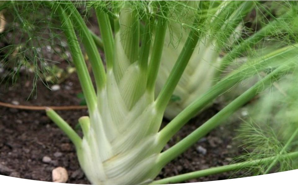 ������� ��������� ����������� �������: �� ������� �� ������