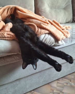 Утренние потягушки. Фото от читателей @ampravda