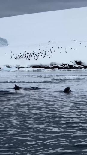 Доброе утро! . Остров Петерманн, Антарктида