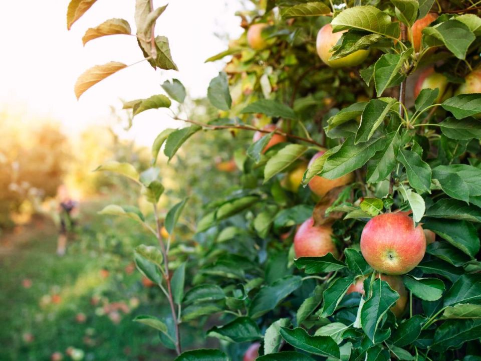 ��� ������������� ��������� ������ �� ������: ������ ���������