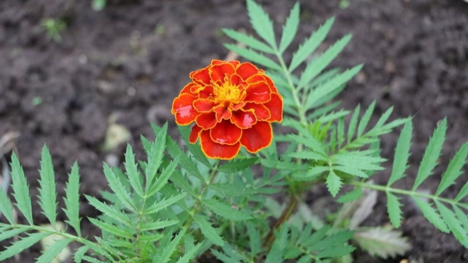 ��� ������� �������� ����� � ������������ ������� ��� � ����