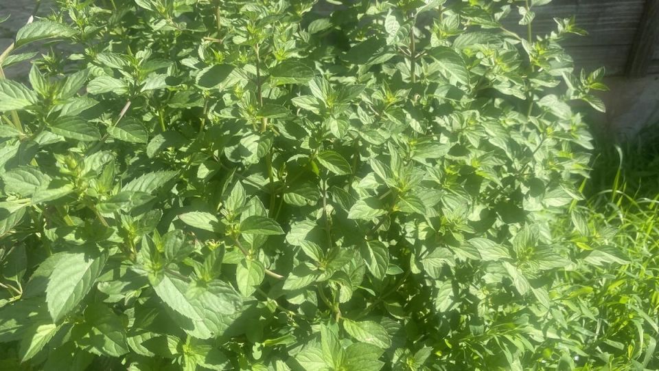 ��� �������� �������� �� ���������� ������� ������� ����