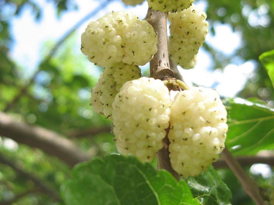 ���������: ����������� ������� ����� � ����� ����