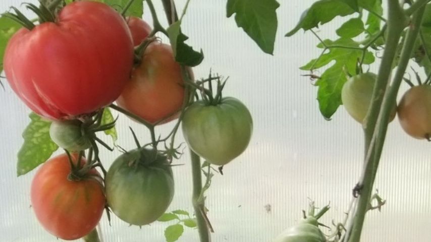 ��� ��������� ��������� ��������: ������� �������