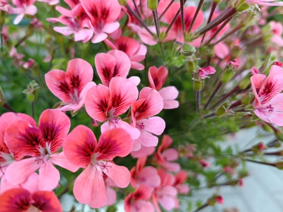 ��� ��������� ����������� ������ � �����: ������ �� ������� � �����