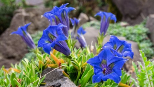 ����� ���������: ��� ������� ����-��� � ���� ��������� �������