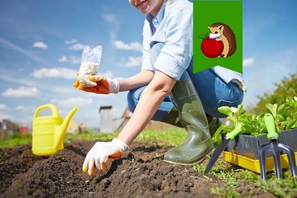 Секреты летних посадок: что успеть вырастить в июле