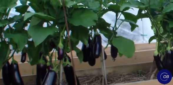 ��� ��������� ����������� ����� ��� ����������: ������� ������