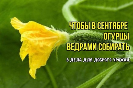 ��� �������� ���������� ������ ������� � ��������: �������� ������ ���������