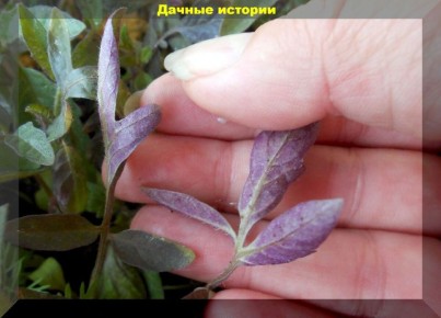 ��� ������������ ���� � ��������� ������� ������: ������ �� ���������� ������� ��������