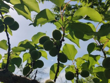 ����� ������: ����� �� ������ �������� ��������