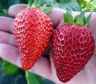 ������: ����� ��� ������ �� �������