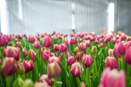 �������, 6 �����, ����� ������ ������� ����