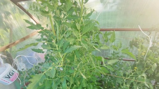 ��� ���������� ���������� ������� ������ �����������