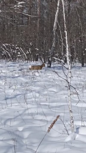 ������ �� �����: � ����������� ������ ������ ��������� ������ � ��������