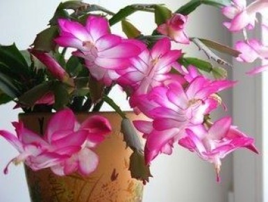 ��� ��������� �� ������� ����������: �������� ������ � ��������� ��������